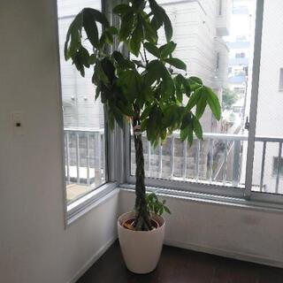 観葉植物 パキラ  