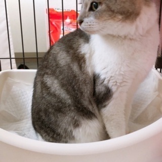 推定4才くらいの綺麗なお顔の猫ちゃん