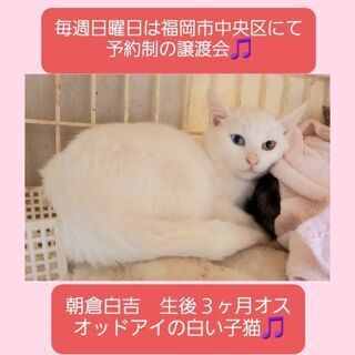 【お話中】毎週日曜日は福岡市中央区にて譲渡会🎵オッドアイ💕の朝倉白吉