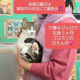 【お話中】毎週日曜日は福岡市中央区にて譲渡会🎵干隈キジシロウ💕の画像