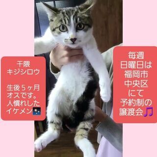 【お話中】毎週日曜日は福岡市中央区にて譲渡会🎵干隈キジシロウ💕 - 福岡市