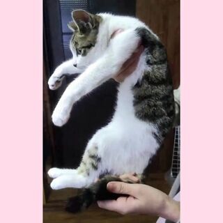 【お話中】毎週日曜日は福岡市中央区にて譲渡会🎵干隈キジシロウ💕 - 猫