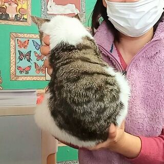 【お話中】毎週日曜日は福岡市中央区にて譲渡会🎵干隈キジシロウ💕 − 福岡県
