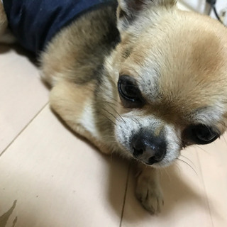 今年７歳のチワワ