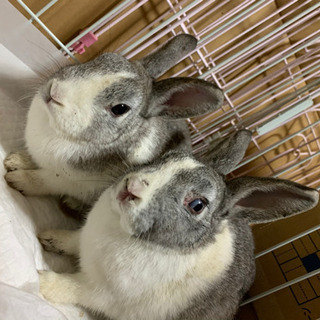 片目負傷ミニうさぎ　ブルー眼２ − 鹿児島県
