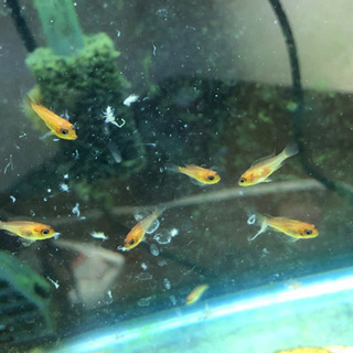 アピストグラマ　アガシジィファイヤーレッド　稚魚