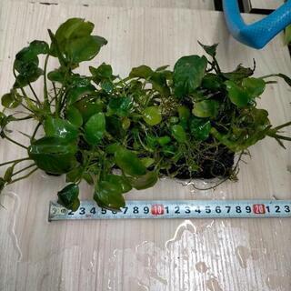 水槽用 水草アヌビアスナナ 土台付き