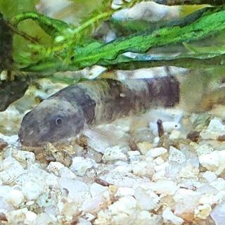 パンダ・ガラ🐼(パンダ柄の熱帯魚アクアリウムプレコ)の画像