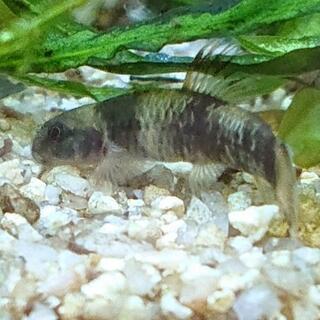 パンダ・ガラ🐼(パンダ柄の熱帯魚アクアリウムプレコ)の画像