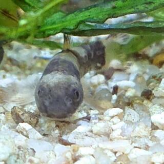 パンダ・ガラ🐼(パンダ柄の熱帯魚アクアリウムプレコ)の画像