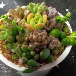 🌵　多肉植物ミニミニ寄せ植え