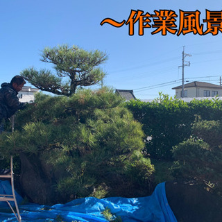植木一本からでもお気軽にお問い合わせください！　実績多数！　滋賀...
