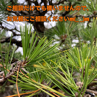 植木一本からでもお気軽にお問い合わせください！　実績多数！　滋賀県 京都府 大阪府 三重県 遠方も対応可能 - 地元のお店
