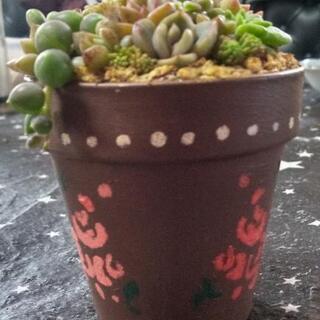 多肉植物寄せ植え(ミニミニ素焼き鉢)