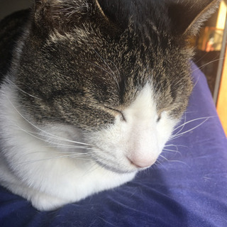 猫好き同士でおしゃべり
