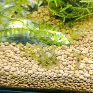 ミナミヌマエビ差し上げます アクアリウム シュリンプ 生体