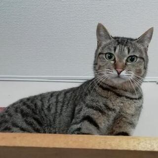 ★里親様✨募集致します★美人なヌプルさん😺
