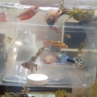 色々熱帯魚