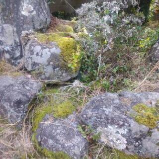 庭石　引取お願いします。の画像