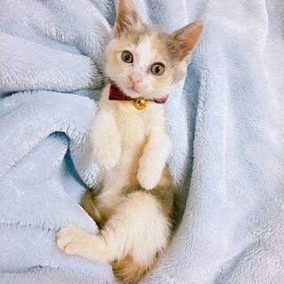 珍しいパステル三毛ちゃんの画像