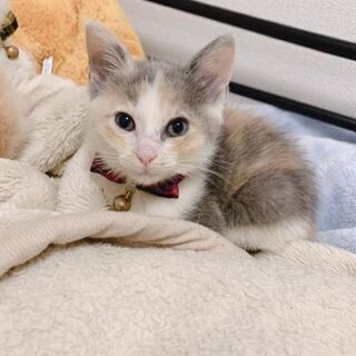 珍しいパステル三毛ちゃん - 木更津市