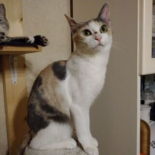珍しいパステル三毛ちゃん - 猫