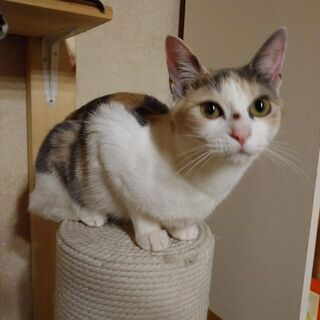 珍しいパステル三毛ちゃん − 千葉県