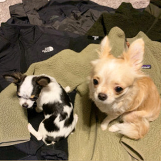 お散歩仲間募集🐶 - 宮崎市