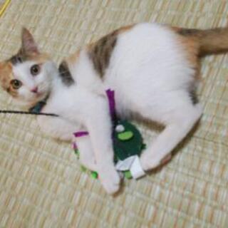 三毛猫メス４ヶ月(飼い主なし確認済み)