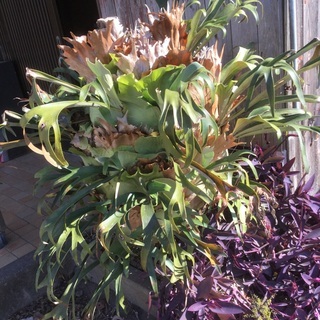 観葉植物，コウモリラン（ビカクシダ）