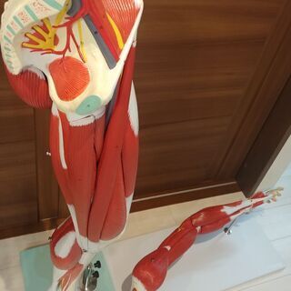 上肢、下肢筋肉模型