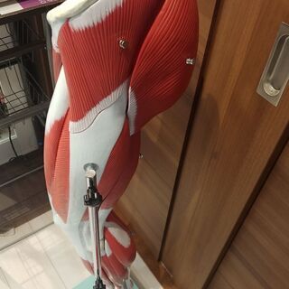 上肢、下肢筋肉模型の画像