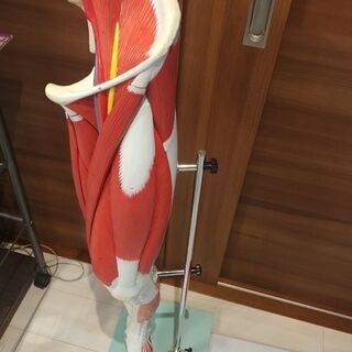 上肢、下肢筋肉模型の画像