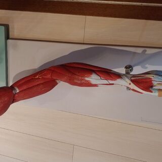 上肢、下肢筋肉模型の画像