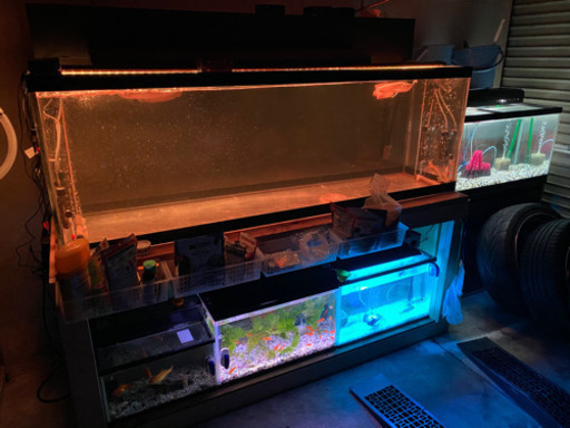 水槽フルセット　生体あり