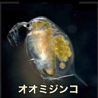 ★オオミジンコ★の画像