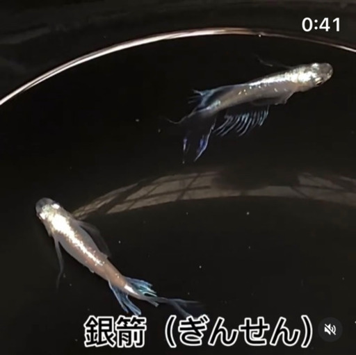 ★銀箭（ぎんせん）Mサイズ 1ペア★