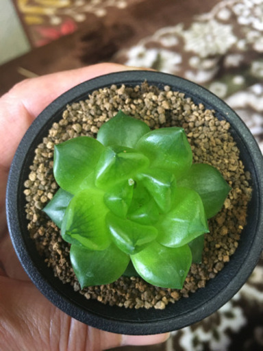 多肉植物　シンビフォルミスとオブツーサ