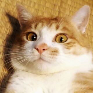 【ありがとうございます　決定しました】ゴロニャン猫、甘えんぼのカイ君
