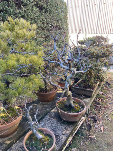 盆栽 いろいろ 松 欅 梅