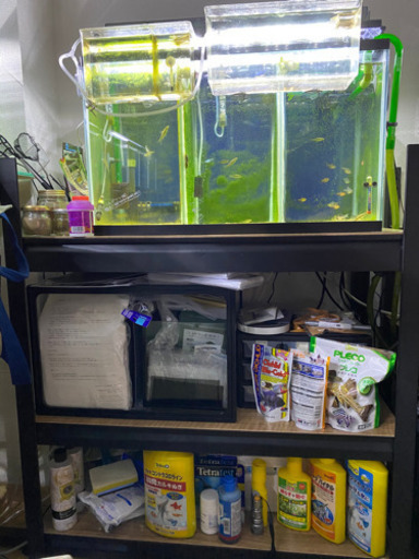 早い者勝ち・本日中なら間に合う‼️メダカ・熱帯魚飼育一式❗️初心者〜ベテランさんまで必見‼️
