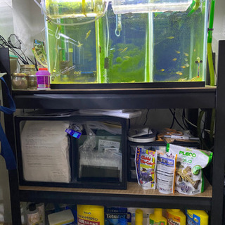 早い者勝ち・本日中なら間に合う‼️メダカ・熱帯魚飼育一式❗️初心者〜ベテランさんまで必見‼️の画像