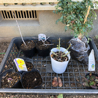 植物の苗や球根  ガーデニング
