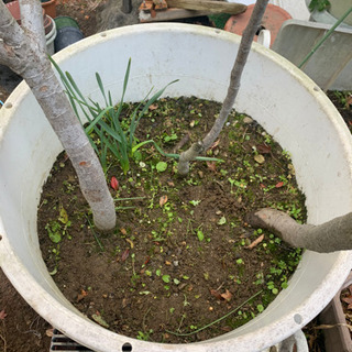 ビワの鉢植え　の画像