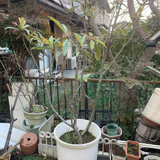 ビワの鉢植え　