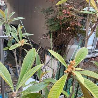 ビワの鉢植え　の画像