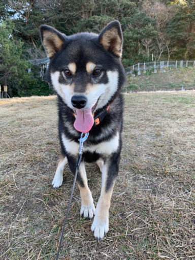 募集停止中】黒柴 2歳 里親募集中です！ (村丸) 鎌倉の柴犬の里親募集
