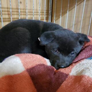 黒い子犬　応募者多数のため一旦募集停止中