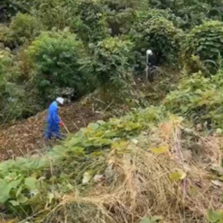 草刈り、伐採を承っています。