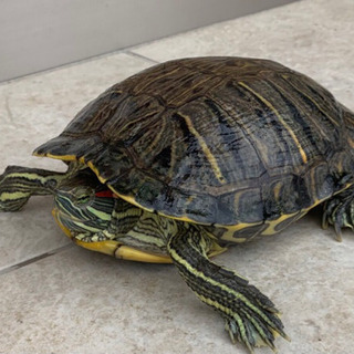 里親募集❗🐢🐢里親様決定中